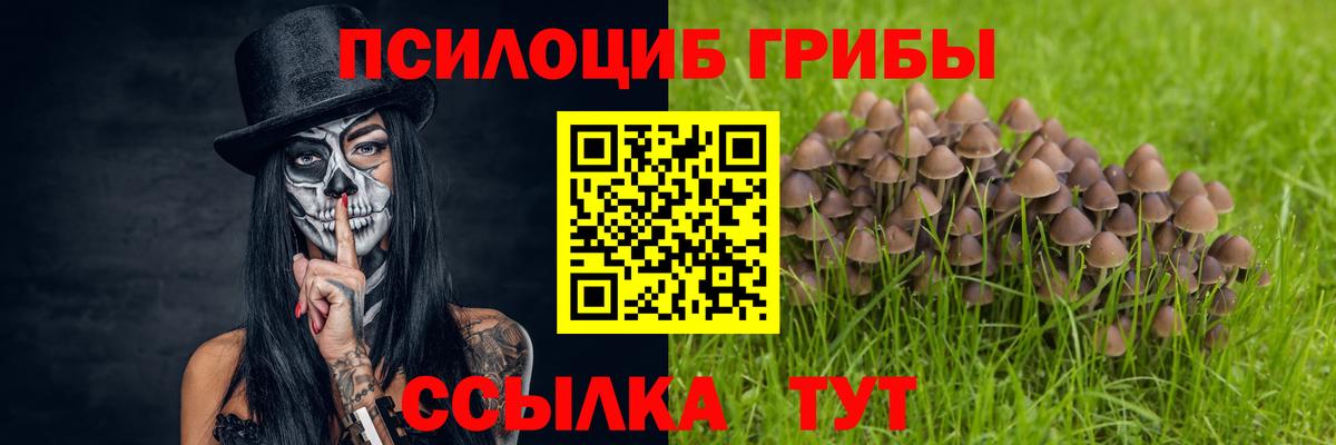 Галлюциногенные грибы Psilocybe Мончегорск